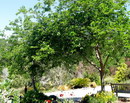 Morus alba Var.pendula
